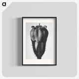 2-18_Karl-Blossfeldt_blk