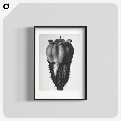 2-18_Karl-Blossfeldt_blk