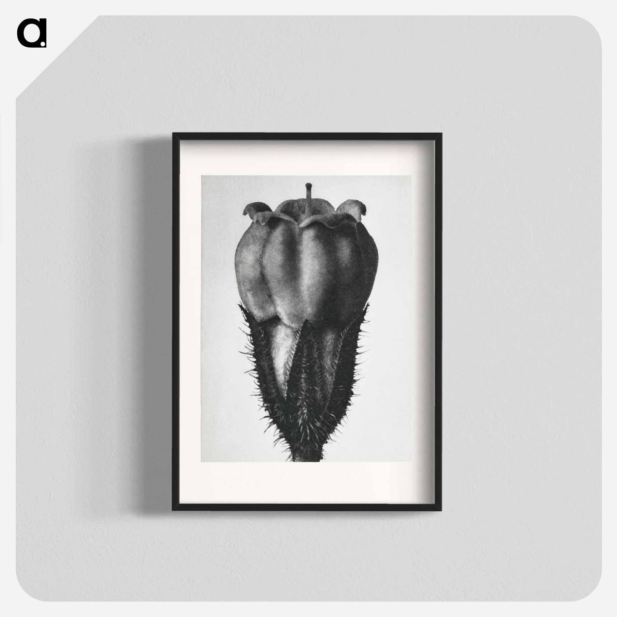 Symphytum Officinale (Common Comfrey) - カール ブロスフェルト Poster.