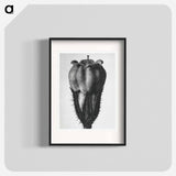 Symphytum Officinale (Common Comfrey) - Karl Blossfeldt Poster.