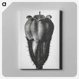 2-18_Karl-Blossfeldt_canvas