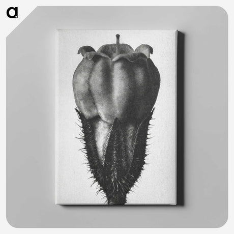 2-18_Karl-Blossfeldt_canvas