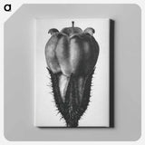 アートパネル-Symphytum Officinale (Common Comfrey) - カール ブロスフェルト Canvas.