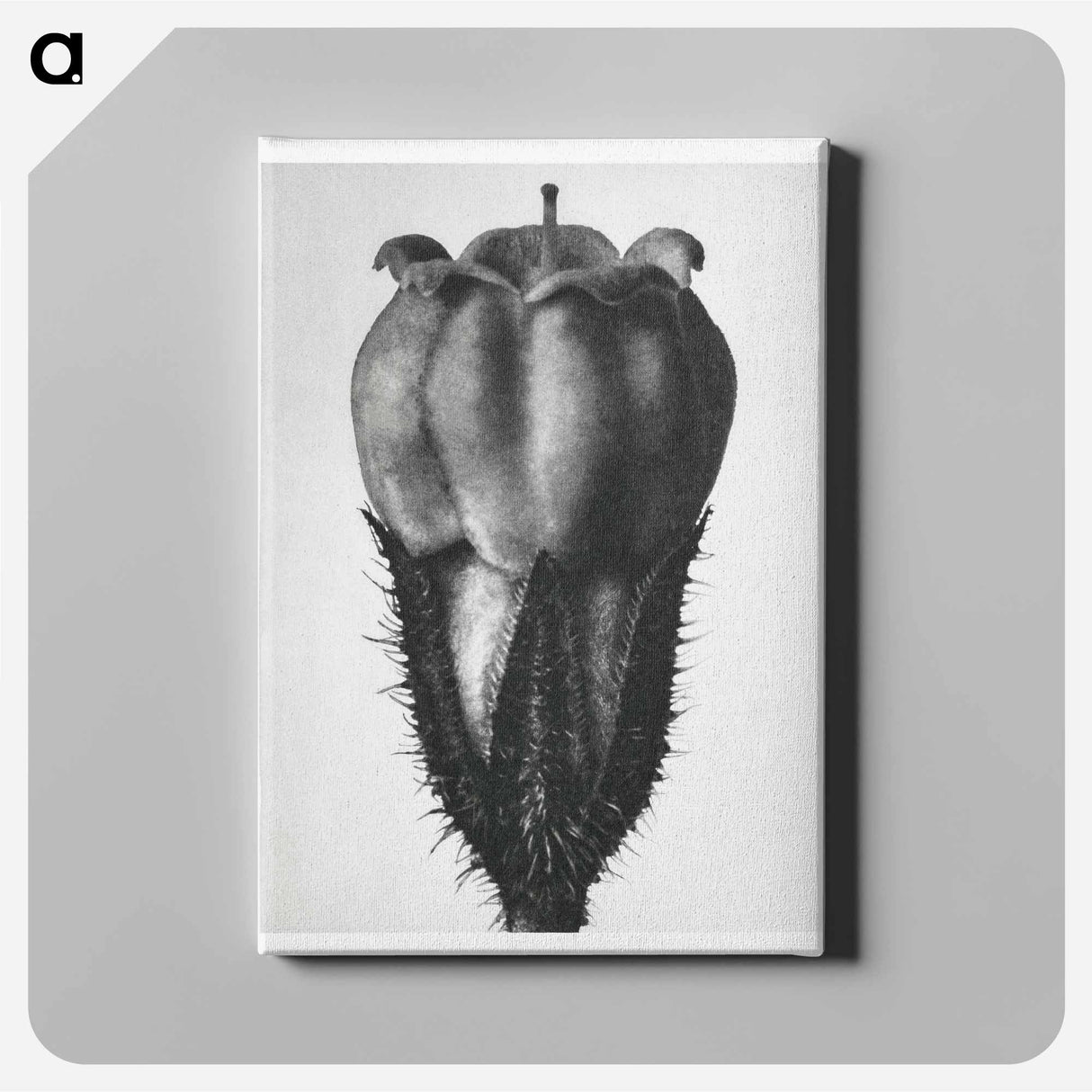 Symphytum Officinale (Common Comfrey) - Karl Blossfeldt Canvas.