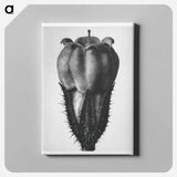 Symphytum Officinale (Common Comfrey) - Karl Blossfeldt Canvas.