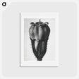 アートポストカード-Symphytum Officinale (Common Comfrey) - カール ブロスフェルト Postcard.