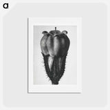 アートポストカード-Symphytum Officinale (Common Comfrey) - カール ブロスフェルト Postcard.