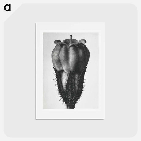 アートポストカード-Symphytum Officinale (Common Comfrey) - カール ブロスフェルト Postcard.