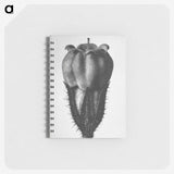 2-18_Karl-Blossfeldt_memo