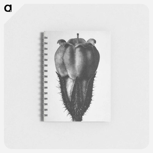 Symphytum Officinale (Common Comfrey) - カール ブロスフェルト Memo.