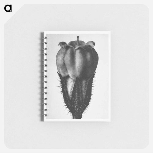 Symphytum Officinale (Common Comfrey) - Karl Blossfeldt Memo.