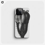 2-18_Karl-Blossfeldt_phone