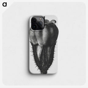 2-18_Karl-Blossfeldt_phone