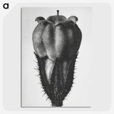 2-18_Karl-Blossfeldt_picture-crop