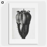 2-18_Karl-Blossfeldt_picture