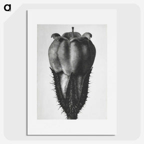 2-18_Karl-Blossfeldt_picture