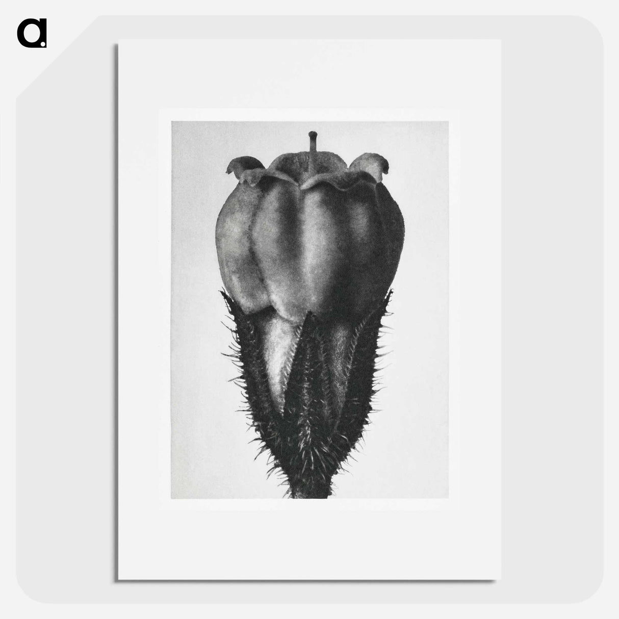 Symphytum Officinale (Common Comfrey) - Karl Blossfeldt Poster.