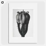 Symphytum Officinale (Common Comfrey) - Karl Blossfeldt Poster.