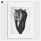 Symphytum Officinale (Common Comfrey) - カール ブロスフェルト Poster.