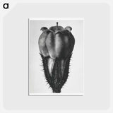 アートポストカード-Symphytum Officinale (Common Comfrey) - カール ブロスフェルト Postcard.