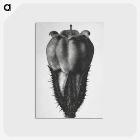 2-18_Karl-Blossfeldt_postcard