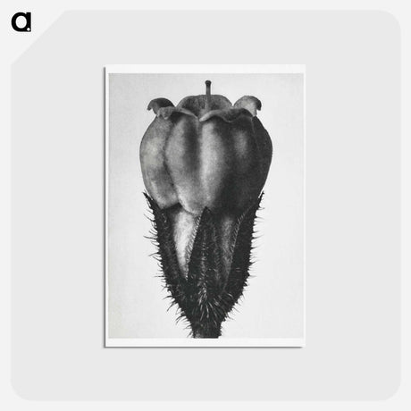 アートポストカード-Symphytum Officinale (Common Comfrey) - カール ブロスフェルト Postcard.