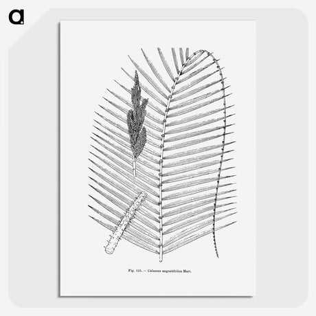 2-18_Les-Palmiers-Histoire-Iconographique_picture-crop