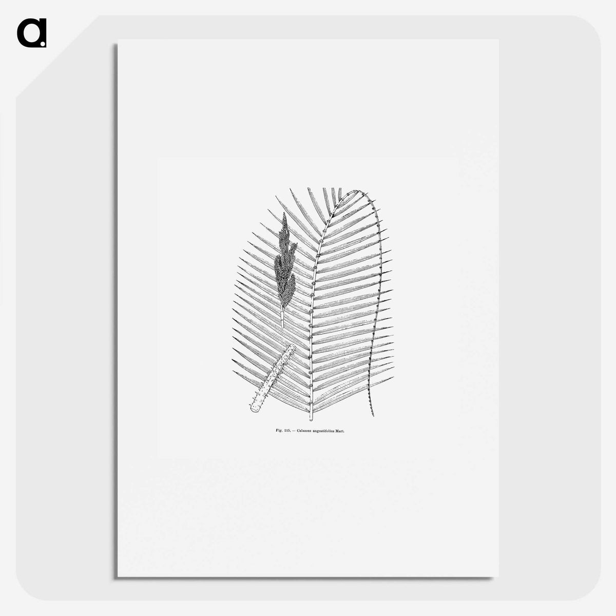 2-18_Les-Palmiers-Histoire-Iconographique_picture