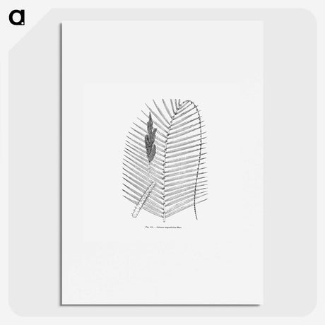 2-18_Les-Palmiers-Histoire-Iconographique_picture