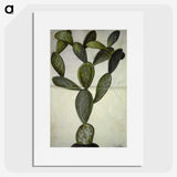 2-18_Maria-Sibylla-Merian_picture