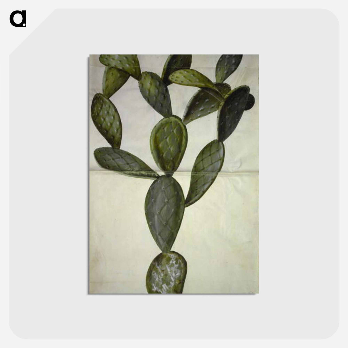 アートポストカード-Opuntia Monacantha
 - マリア ジビーラ メーリアン Postcard.