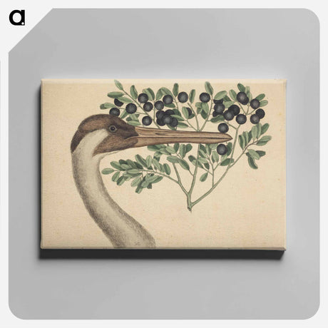 アートパネル-The Hooping Crane
 - マーク ケイツビー Canvas.