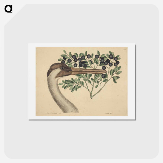 アートポストカード-The Hooping Crane
 - マーク ケイツビー Postcard.