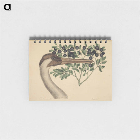 アートメモ帳-The Hooping Crane
 - マーク ケイツビー Memo.