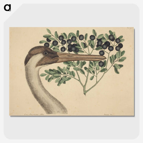 2-18_Mark-Catesby_picture-crop