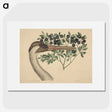 2-18_Mark-Catesby_picture