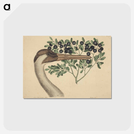 アートポストカード-The Hooping Crane
 - マーク ケイツビー Postcard.