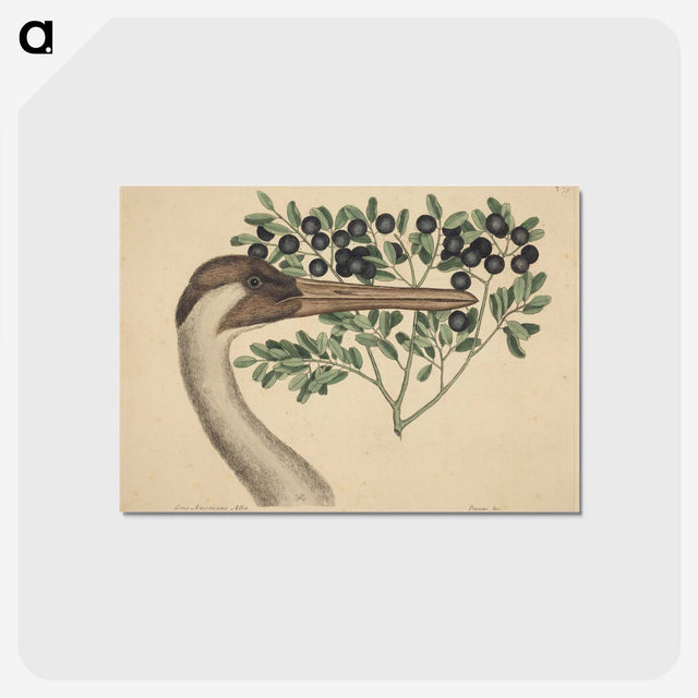 2-18_Mark-Catesby_postcard
