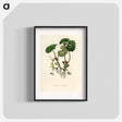 アートポスター-European Wild Ginger Illustration
 - 薬用植物学 Poster.
