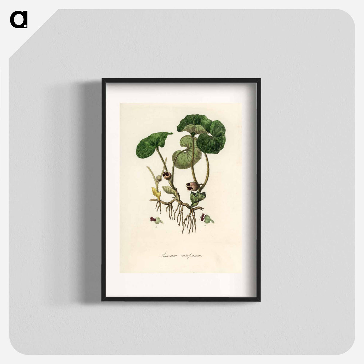 アートポスター-European Wild Ginger Illustration
 - 薬用植物学 Poster.