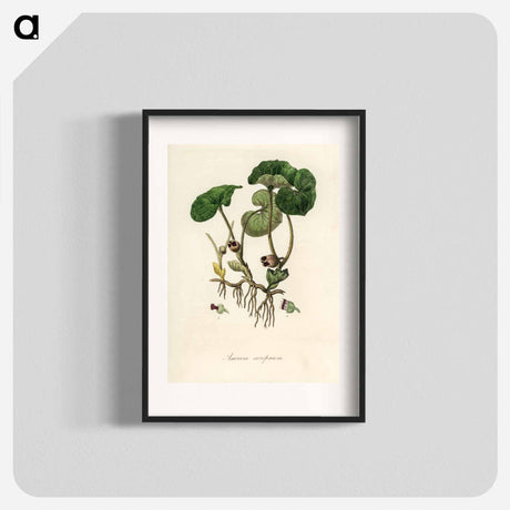 アートポスター-European Wild Ginger Illustration
 - 薬用植物学 Poster.