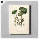 アートパネル-European Wild Ginger Illustration
 - 薬用植物学 Canvas.