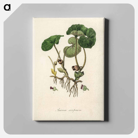 アートパネル-European Wild Ginger Illustration
 - 薬用植物学 Canvas.