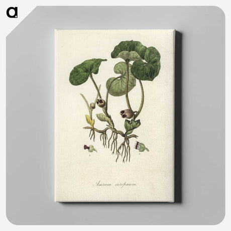 2-18_Medical-Botany_canvas