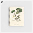 アートメモ帳-European Wild Ginger Illustration
 - 薬用植物学 Memo.