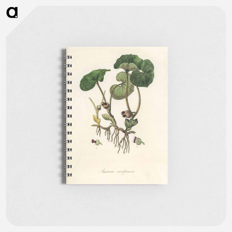 アートメモ帳-European Wild Ginger Illustration
 - 薬用植物学 Memo.