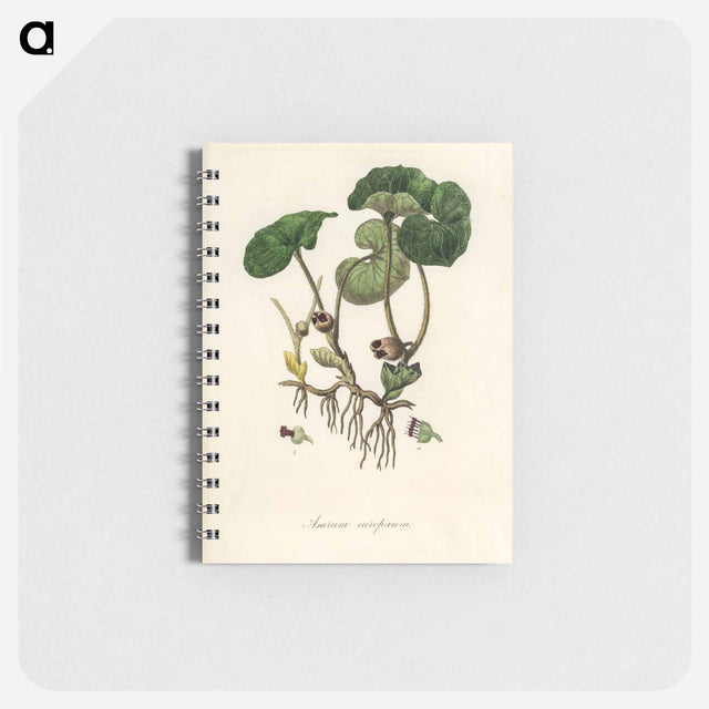 アートメモ帳-European Wild Ginger Illustration
 - 薬用植物学 Memo.