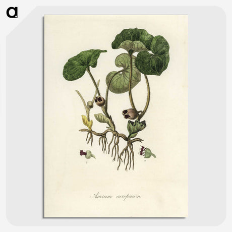 2-18_Medical-Botany_picture-crop
