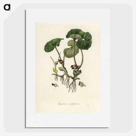 2-18_Medical-Botany_picture