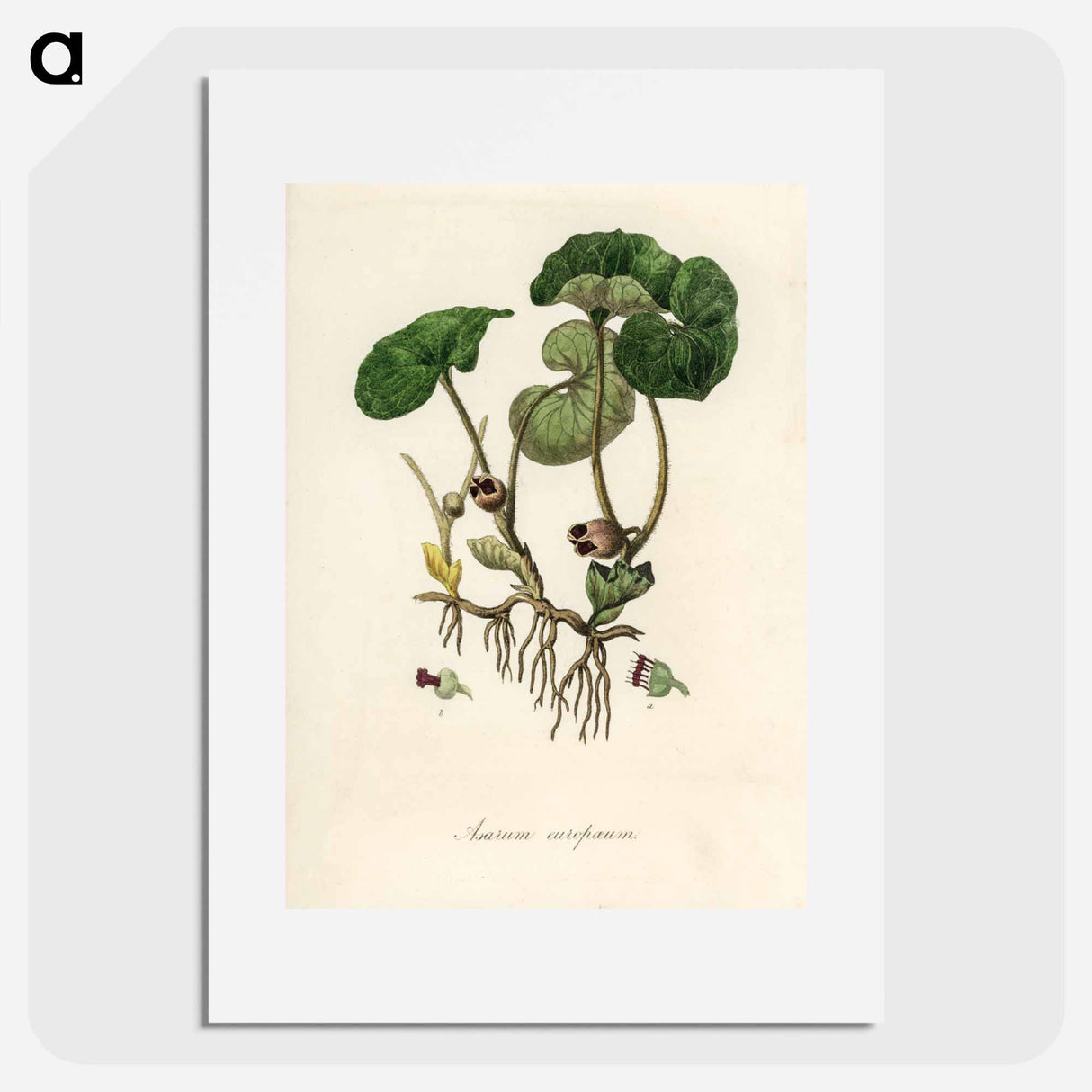 アートポスター-European Wild Ginger Illustration
 - 薬用植物学 Poster.